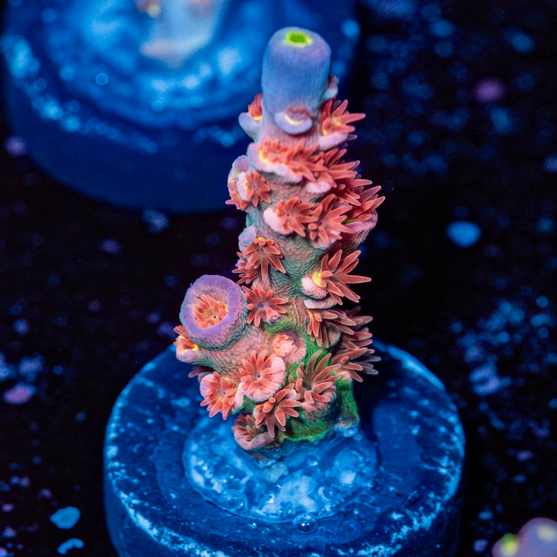 Show Boat Tenuis Acropora