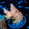 Temporal Distortion Acropora - riptide aquaculture llc