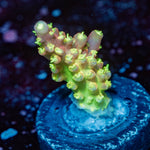 Paletta Pink Tip Acropora - riptide aquaculture llc