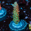 Robot Santa Claus Acropora - riptide aquaculture llc