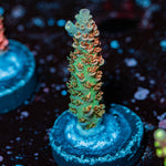 Robot Santa Claus Acropora - riptide aquaculture llc