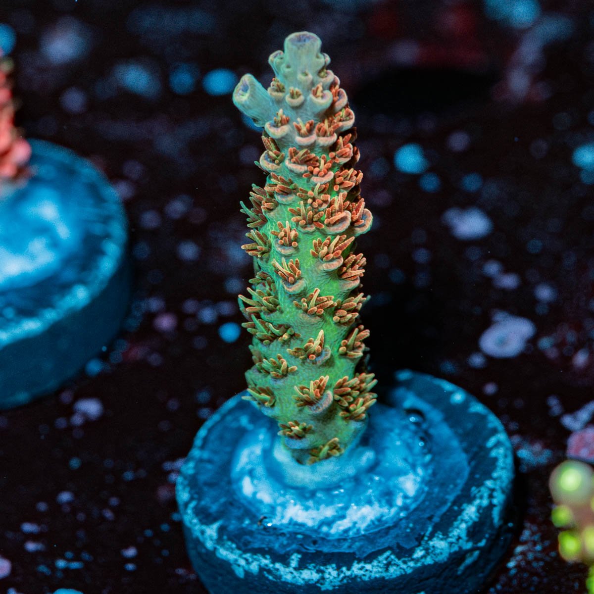 Robot Santa Claus Acropora - riptide aquaculture llc