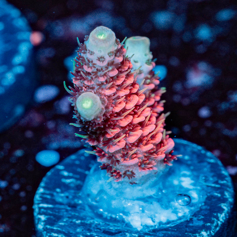 Judge Judy Milliopora