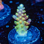 Paletta Pink Tip Acropora - riptide aquaculture llc