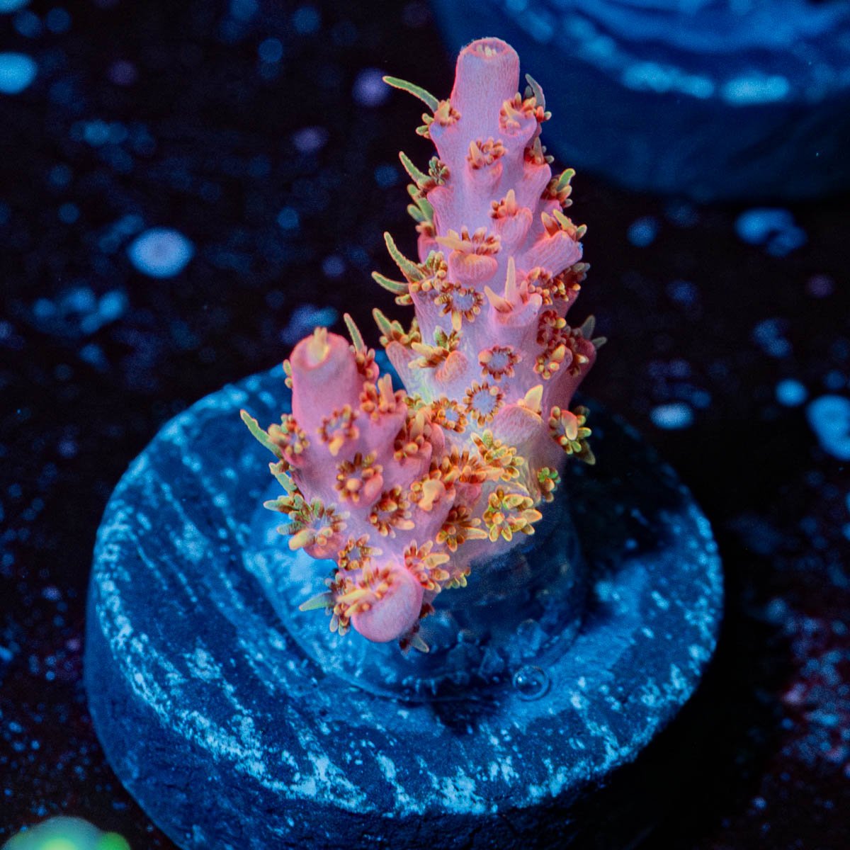 Night Furry Acropora - riptide aquaculture llc