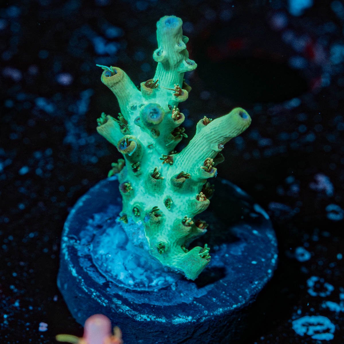 Yoda Acropora - riptide aquaculture llc