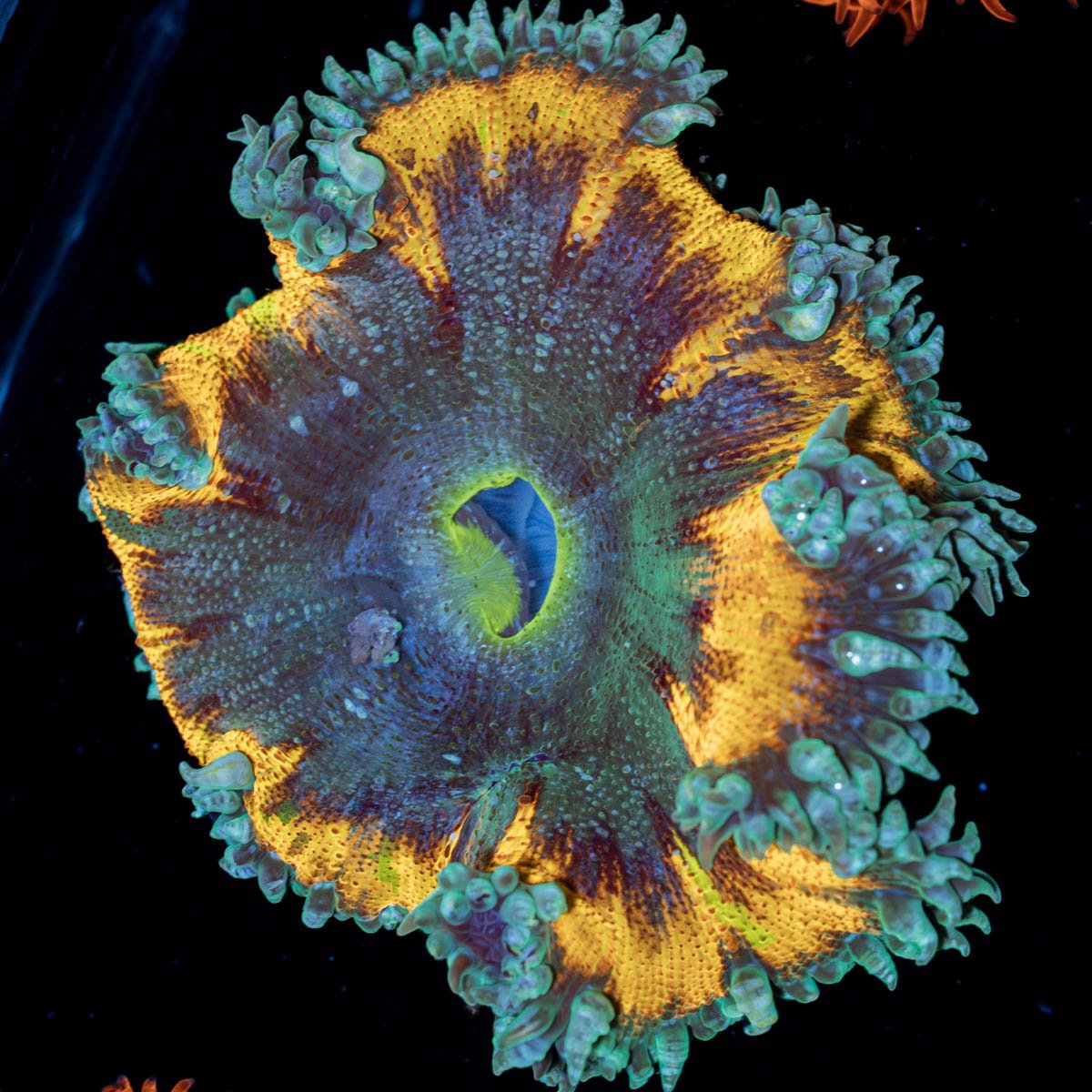 Ultra Rock Flowers - riptide aquaculture llc