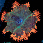 Ultra Rock Flowers - riptide aquaculture llc