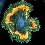 Ultra Rock Flowers - riptide aquaculture llc