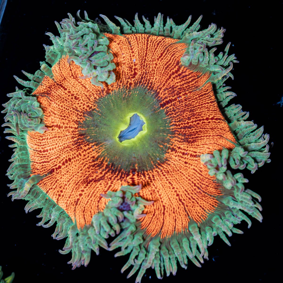 Ultra Rock Flowers - riptide aquaculture llc