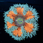 Ultra Rock Flowers - riptide aquaculture llc