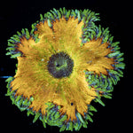 Ultra Rock Flowers - riptide aquaculture llc