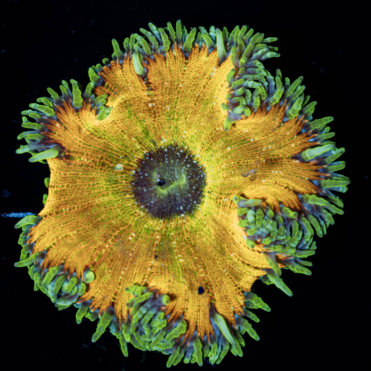 Ultra Rock Flowers - riptide aquaculture llc