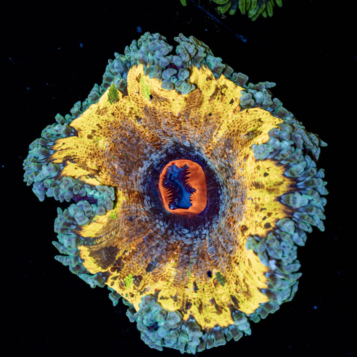 Ultra Rock Flowers - riptide aquaculture llc