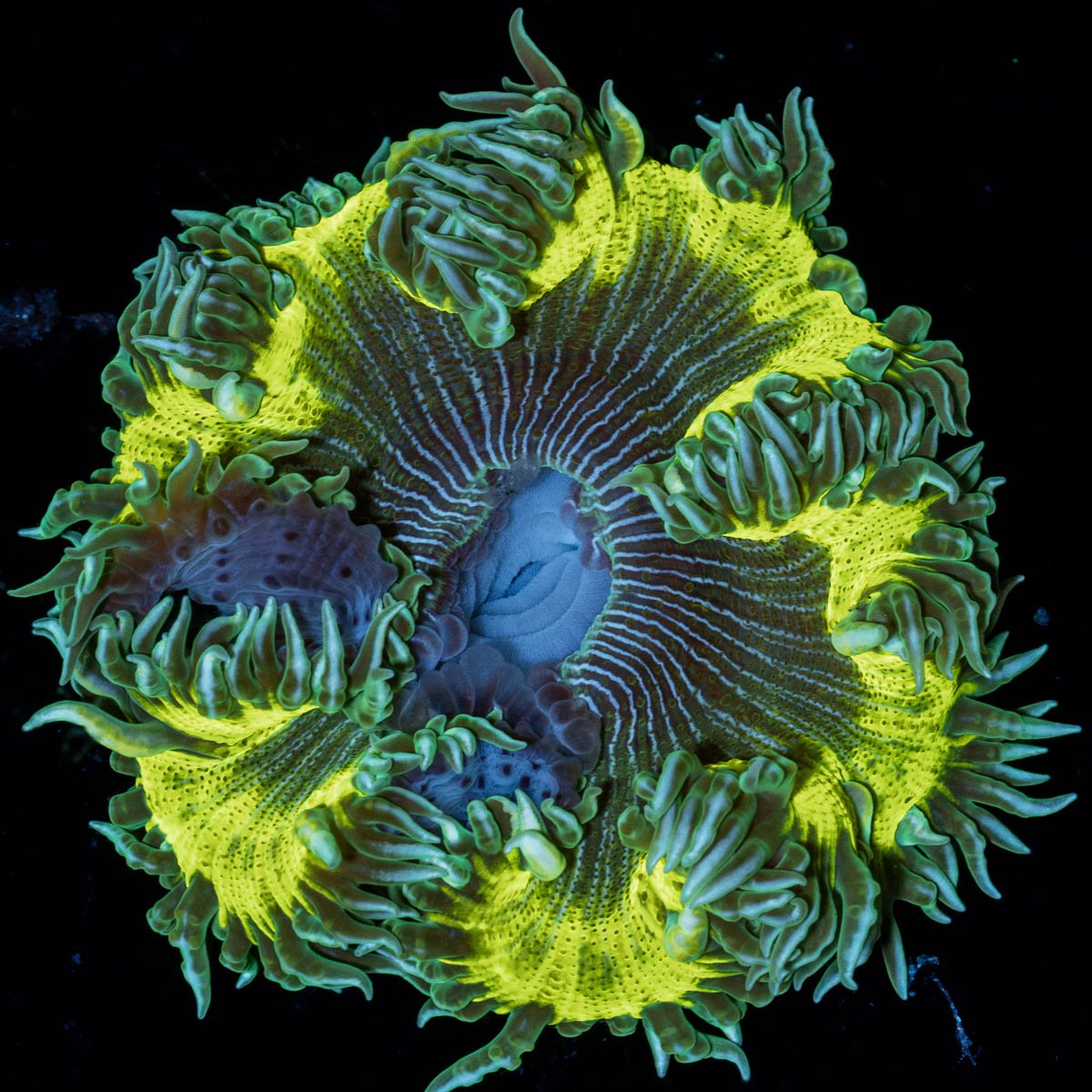 Ultra Rock Flowers - riptide aquaculture llc