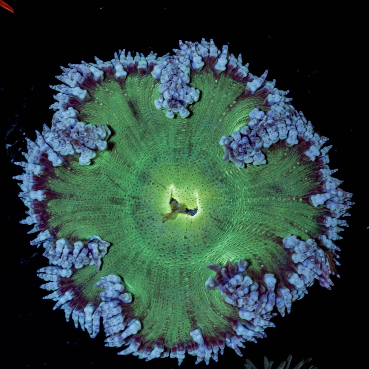 Ultra Rock Flowers - riptide aquaculture llc