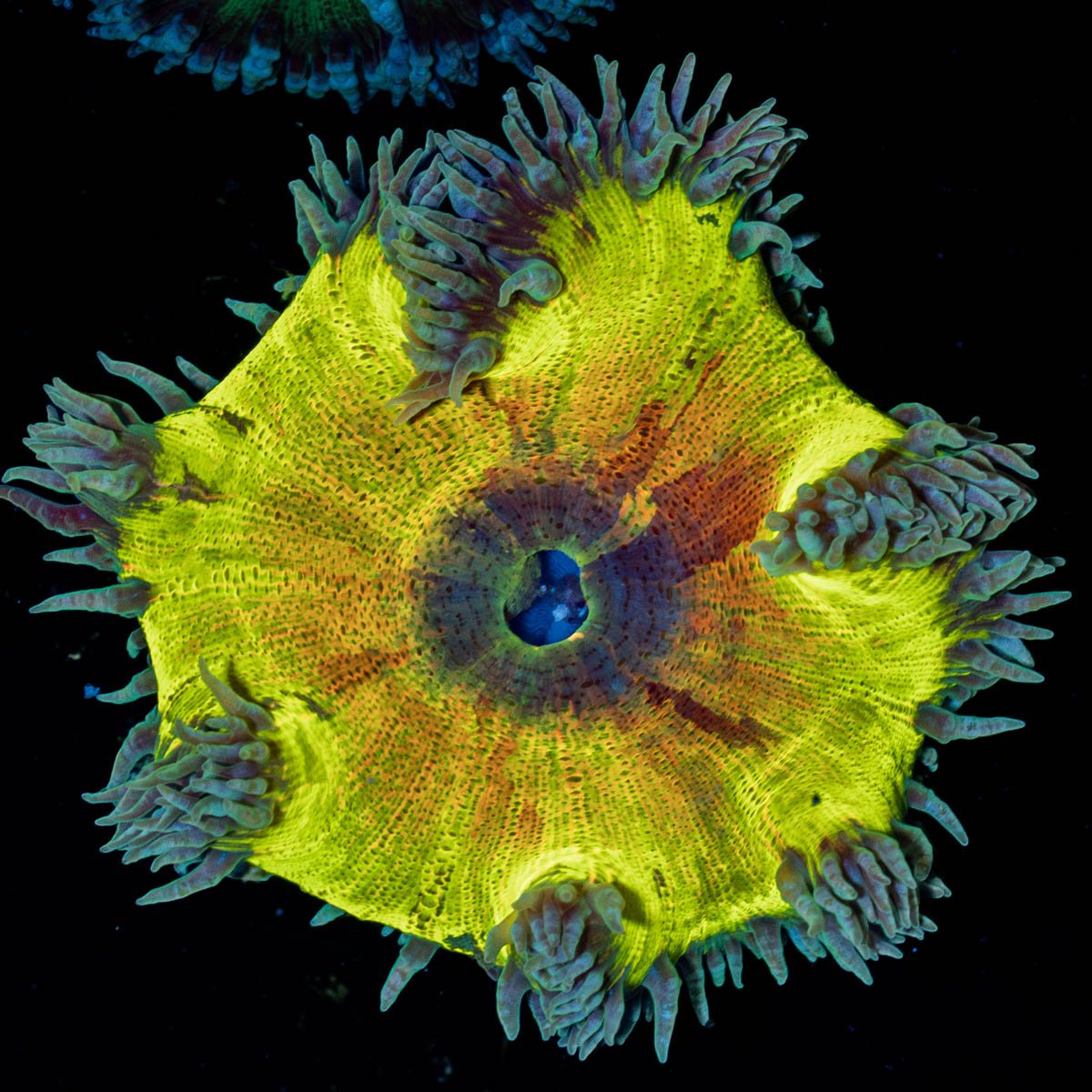 Ultra Rock Flowers - riptide aquaculture llc