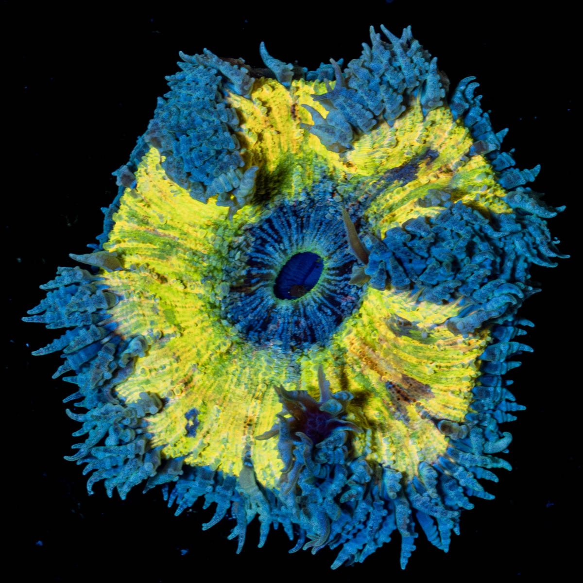 Ultra Rock Flowers - riptide aquaculture llc