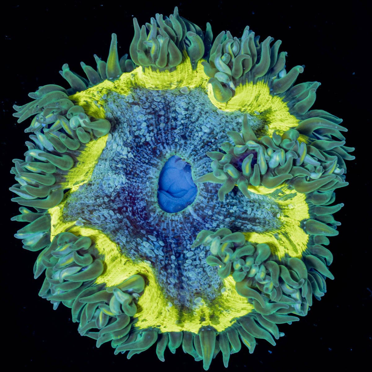 Ultra Rock Flowers - riptide aquaculture llc