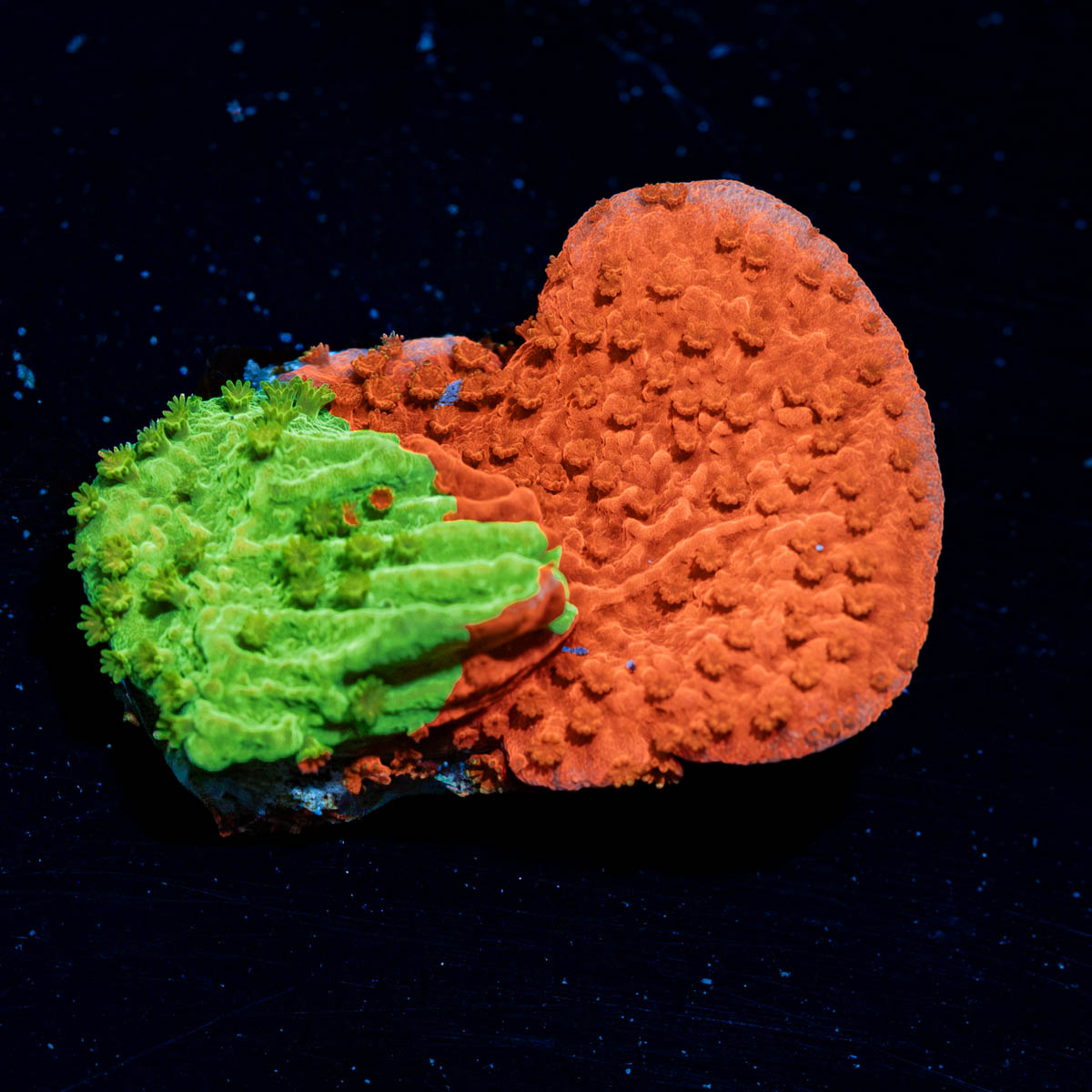 WWC Jawbreaker Grafted Montipora