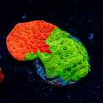 WWC Jawbreaker Grafted Montipora