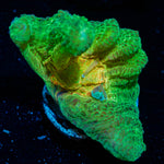 Rainbow Pectinia Chalice 