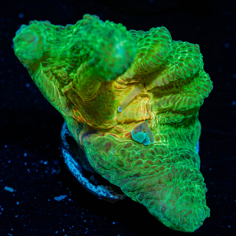 Rainbow Pectinia Chalice