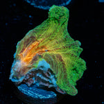 Rainbow Pectinia Chalice 