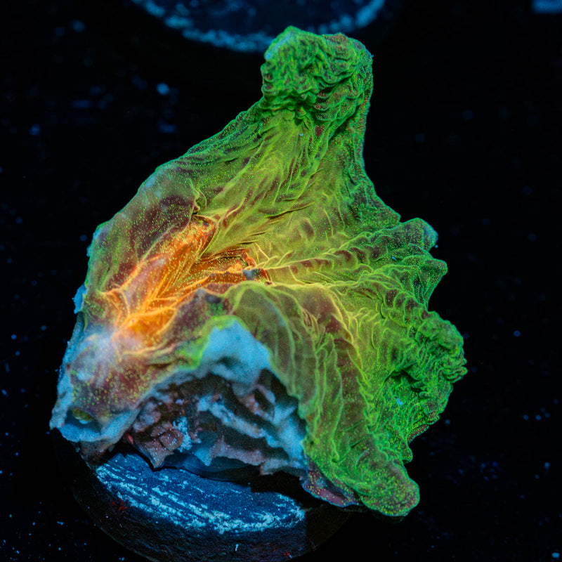 Rainbow Pectinia Chalice