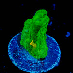 Space Invader Pectinia