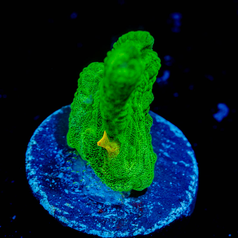 Space Invader Pectinia