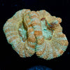 Golden Basket Asian Acan