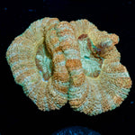 Golden Basket Asian Acan