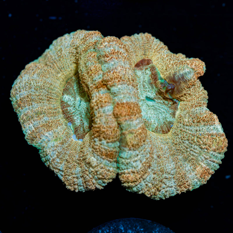Golden Basket Asian Acan
