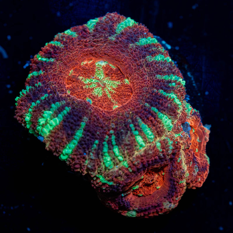 Red Panda Asian Acan