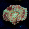 Red Fox Asian Acan