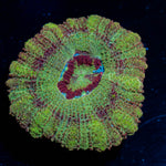 Tremor Asian Acan 