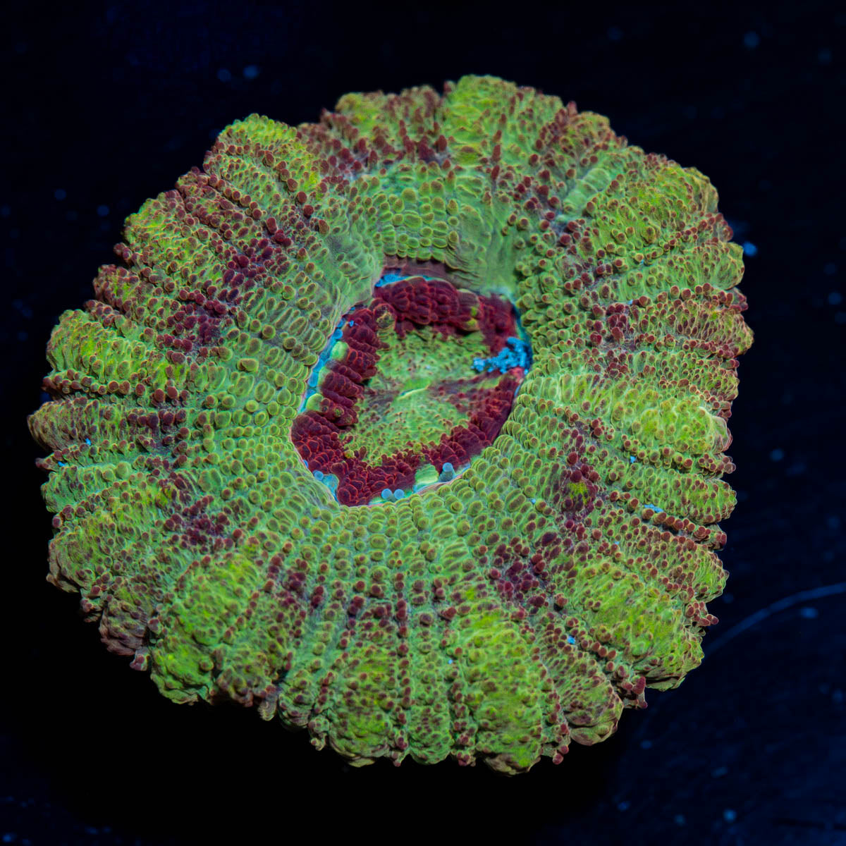 Tremor Asian Acan 