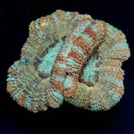 Golden Basket Asian Acan