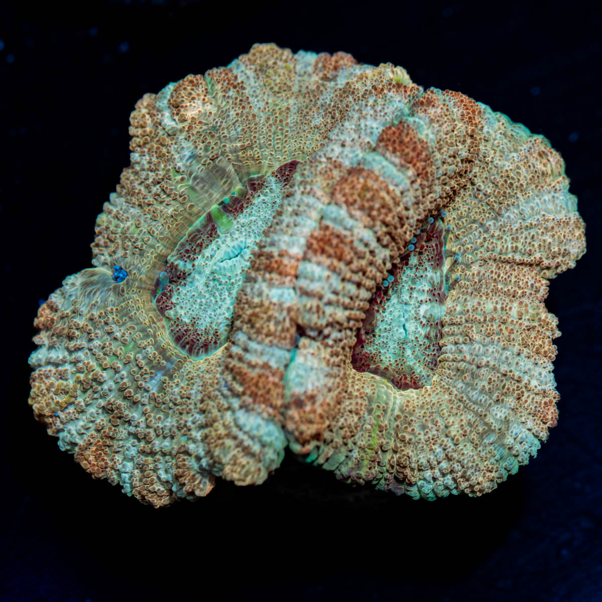 Golden Basket Asian Acan
