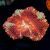 Blood Moon Asian Acan
