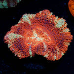 Blood Moon Asian Acan