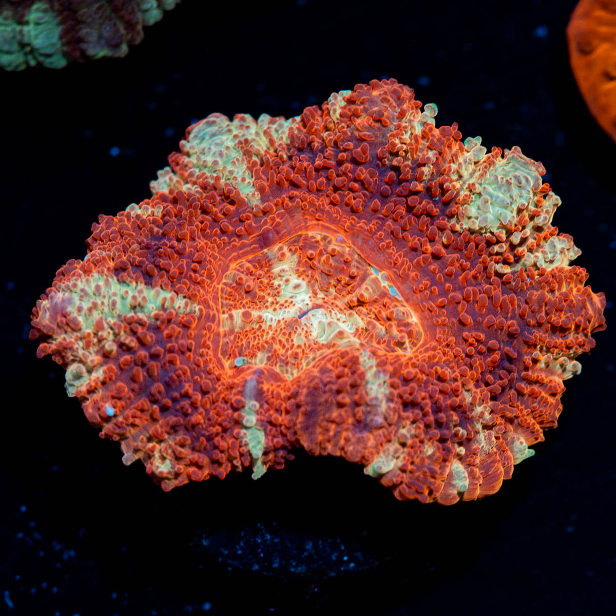 Blood Moon Asian Acan
