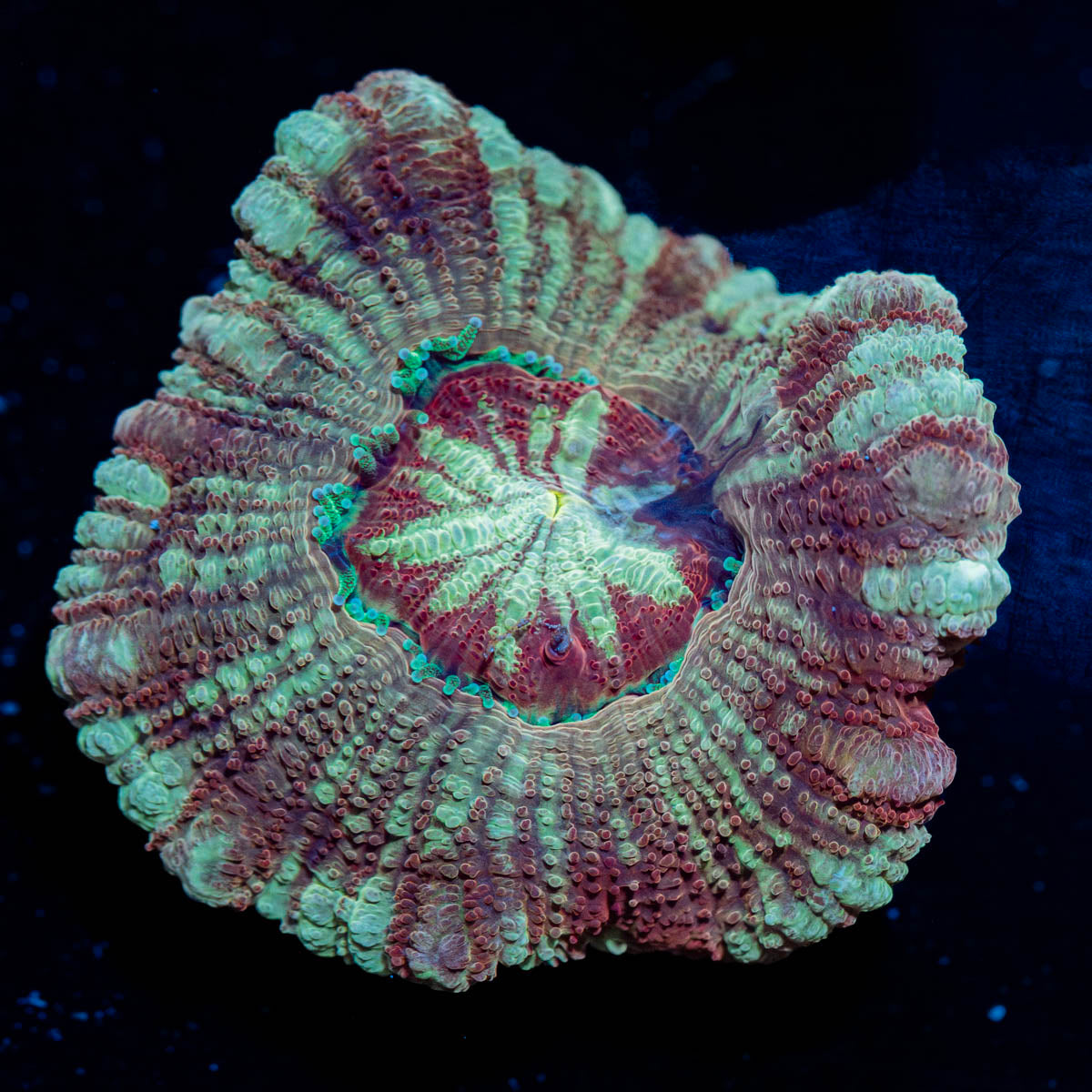 Red Fox Asian Acan