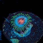 Miami Vice Zoanthid