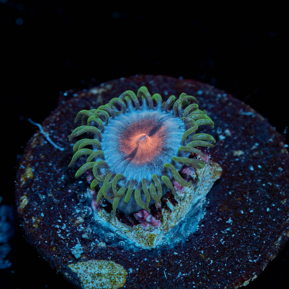 Miami Vice Zoanthid