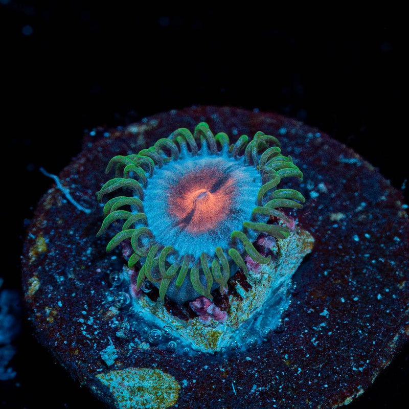 Miami Vice Zoanthid