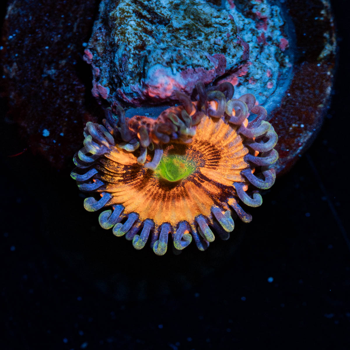 Daisy Dukes Zoanthid