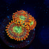 Magician Zoanthid