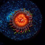 Aztec Warrior Zoanthid